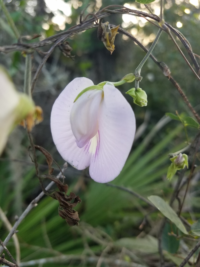 Centrosema arenicola