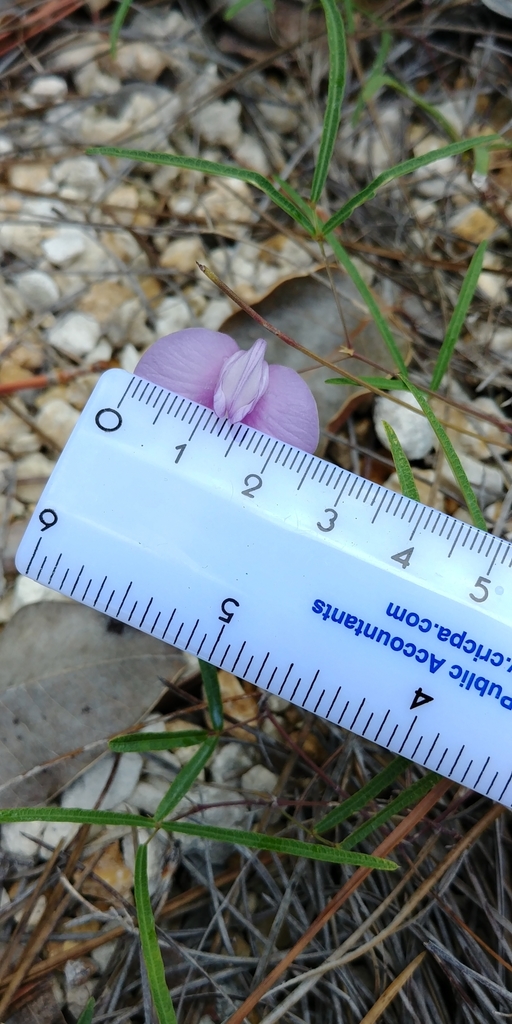 Centrosema virginianum