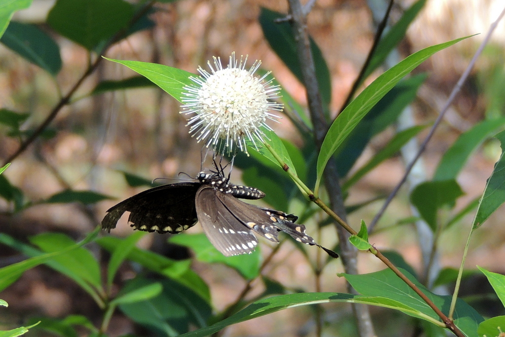 Cephalanthus occidentalis
