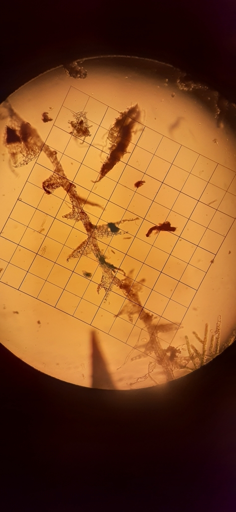 Cephalozia bicuspidata