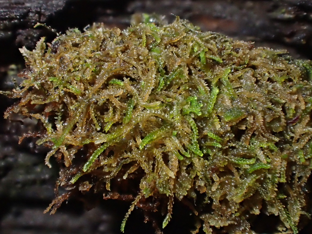 Cephalozia catenulata
