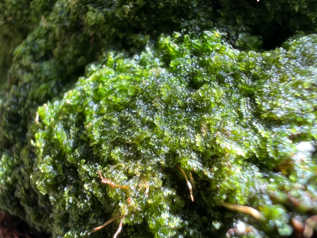 Cephalozia lunulifolia