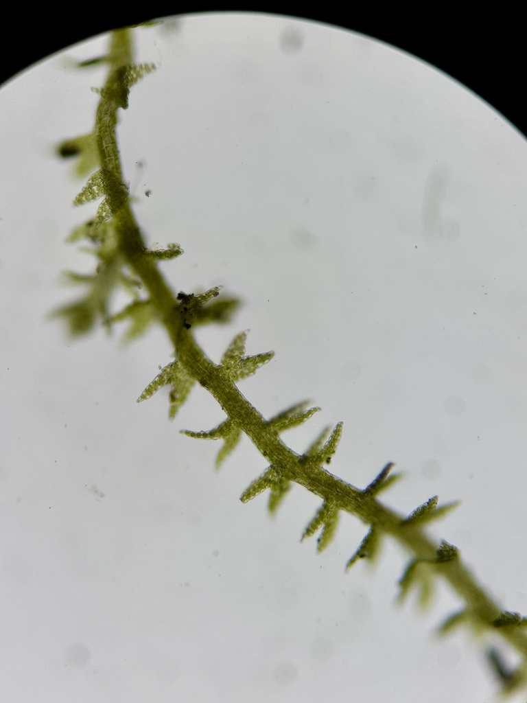 Cephaloziella hyalina var. rappii