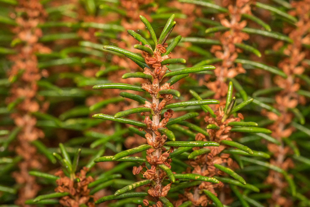 Ceratiola ericoides