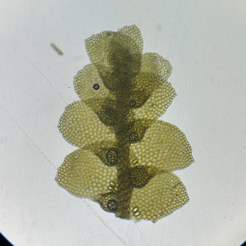 Ceratolejeunea cubensis