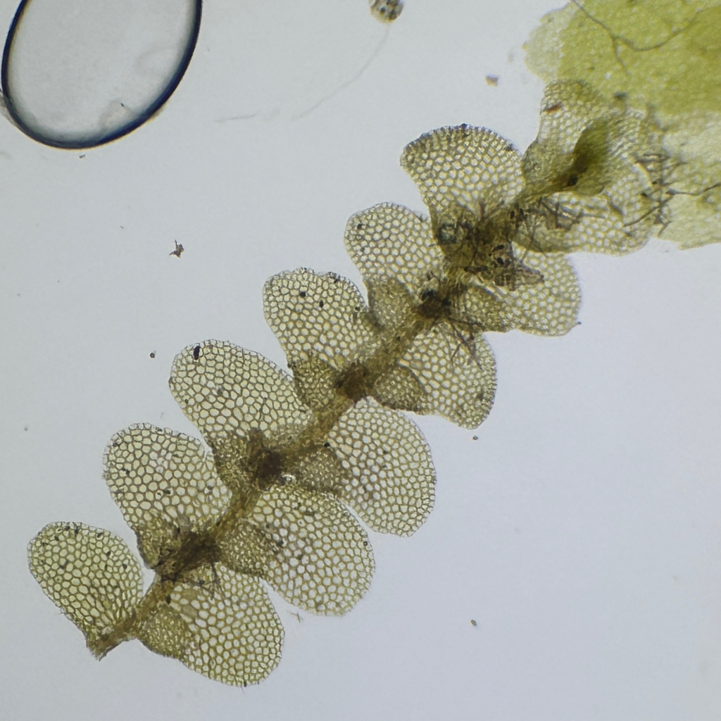 Ceratolejeunea guianensis
