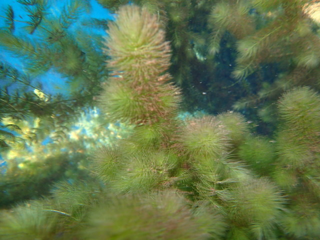Ceratophyllum demersum