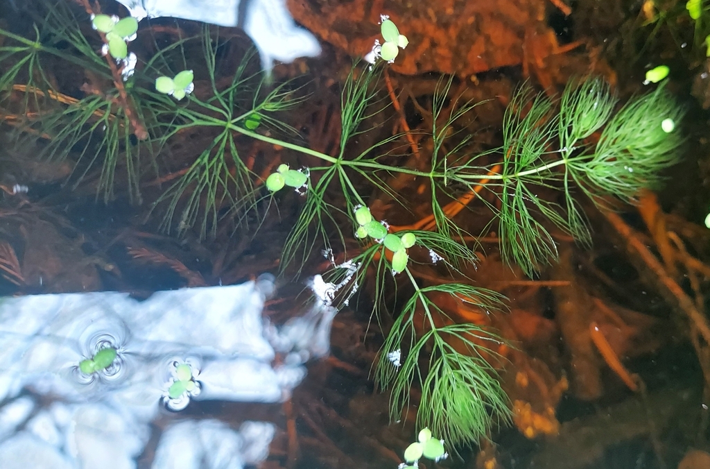 Ceratophyllum echinatum