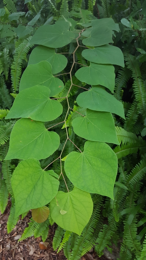 Cercis canadensis