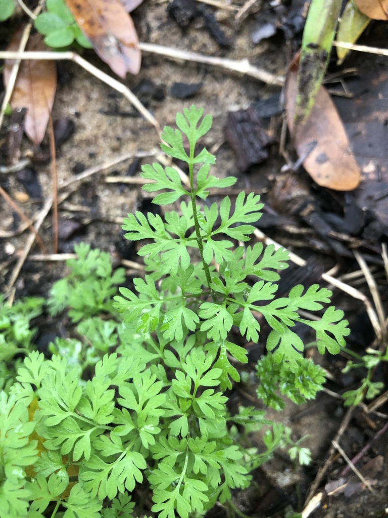 Chaerophyllum procumbens
