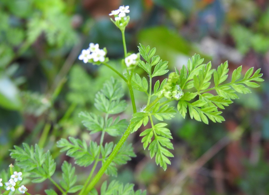 Chaerophyllum tainturieri