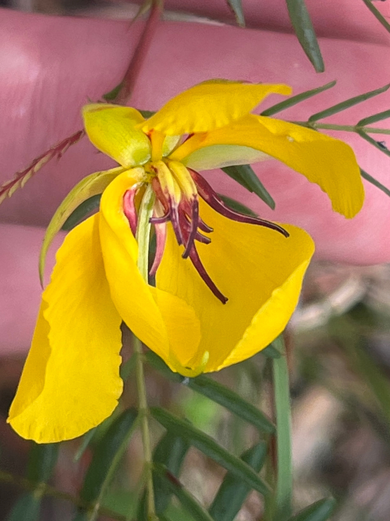Chamaecrista deeringiana