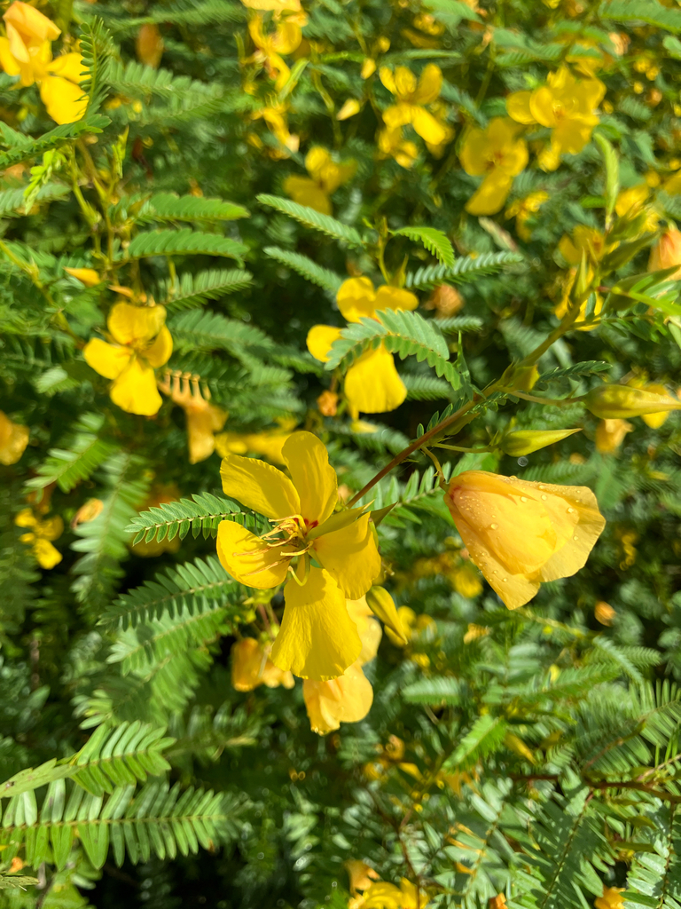 Chamaecrista fasciculata