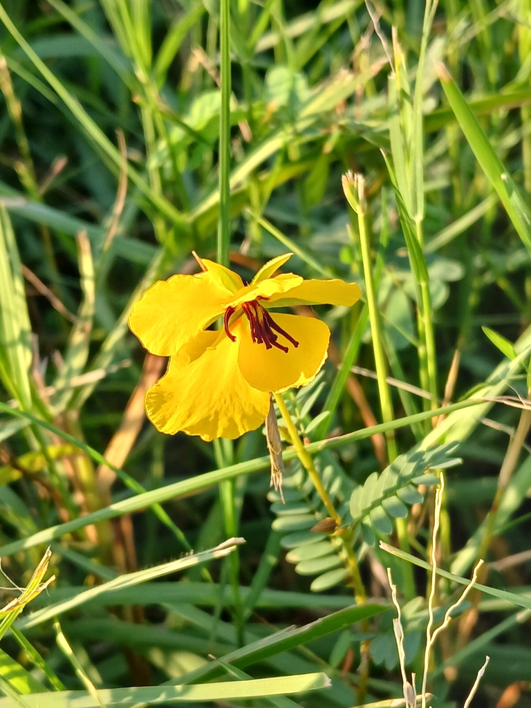 Chamaecrista horizontalis