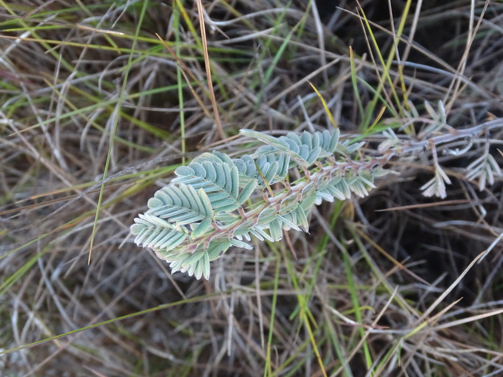 Chamaecrista lineata var. keyensis