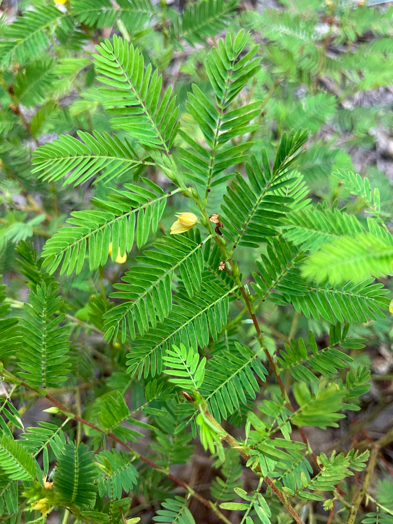 Chamaecrista nictitans var. nictitans