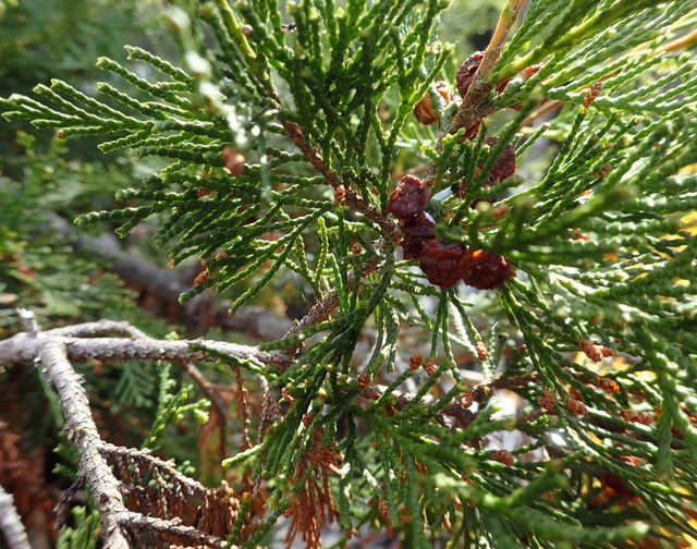 Chamaecyparis thyoides