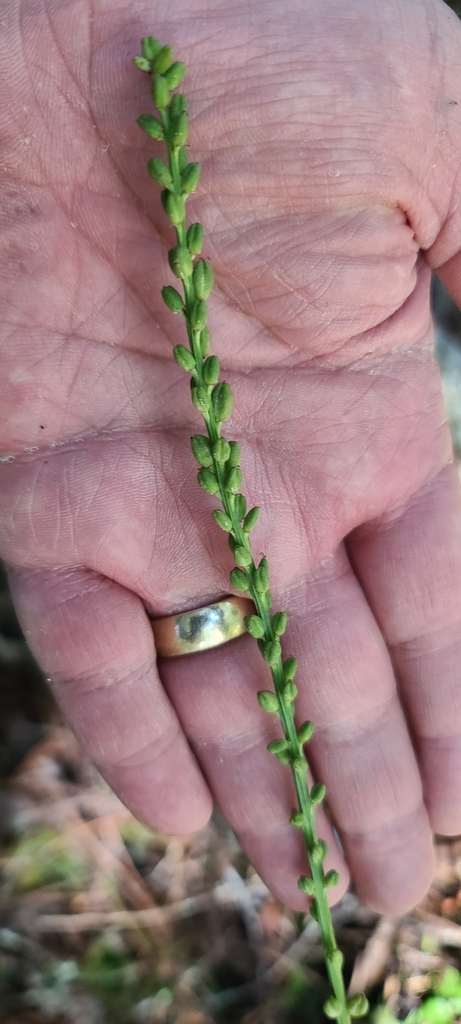 Chamaelirium luteum