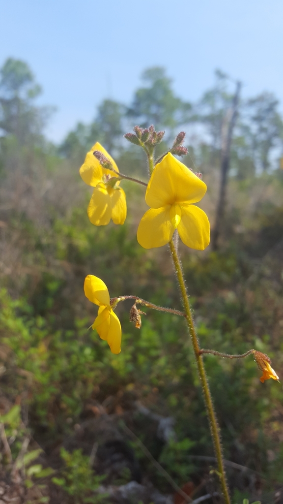 Chapmannia floridana