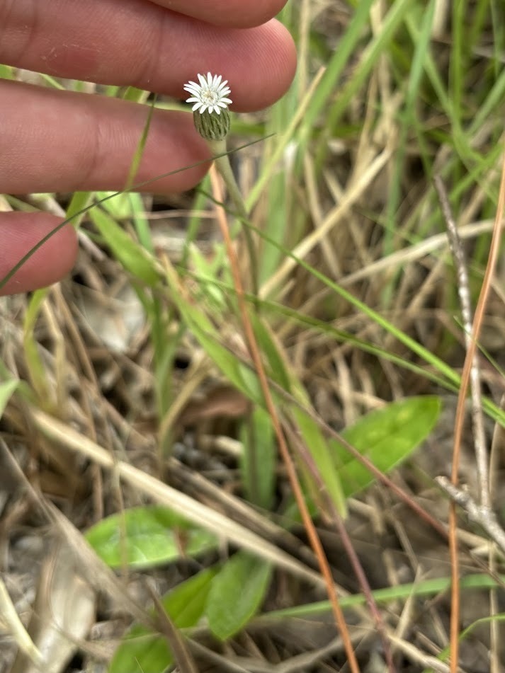 Chaptalia albicans