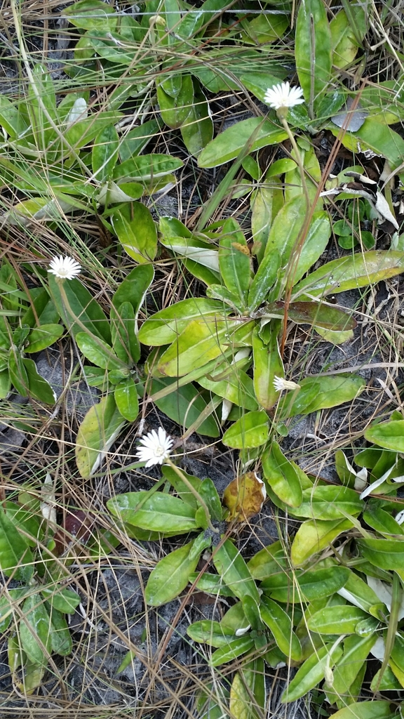 Chaptalia tomentosa