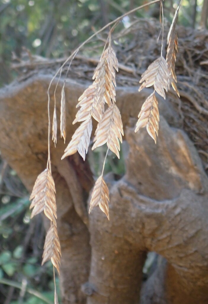 Chasmanthium latifolium