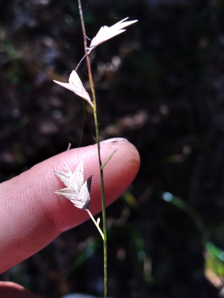 Chasmanthium laxum