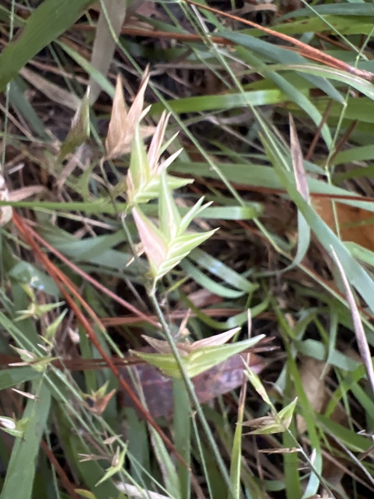 Chasmanthium ornithorhynchum