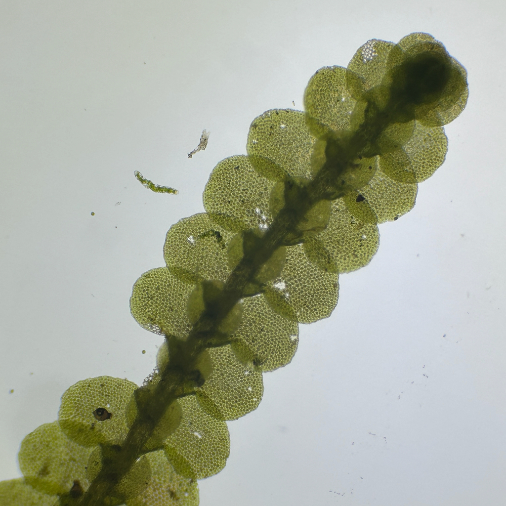 Cheilolejeunea clausa