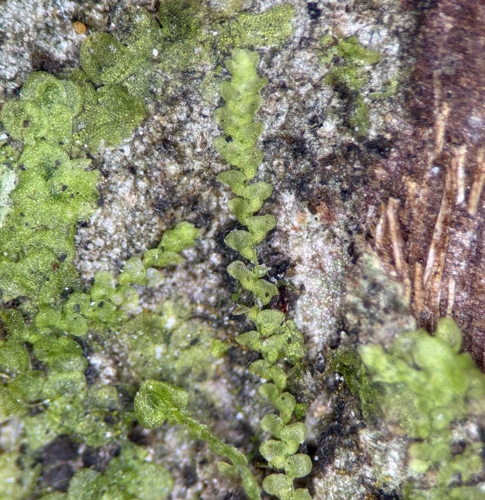 Cheilolejeunea discoidea