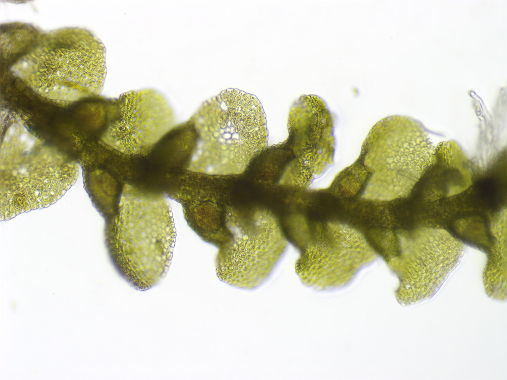 Cheilolejeunea rigidula