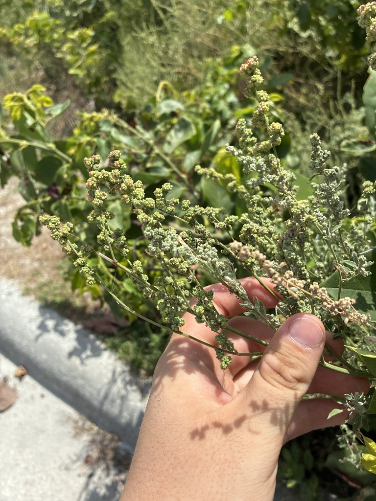 Chenopodium berlandieri