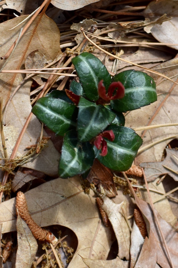 Chimaphila maculata