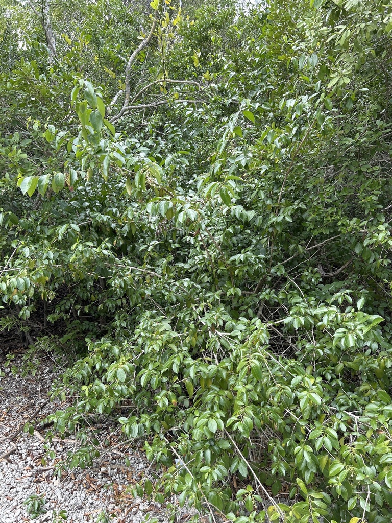 Chiococca alba