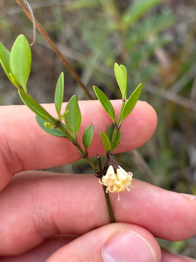 Chiococca parvifolia