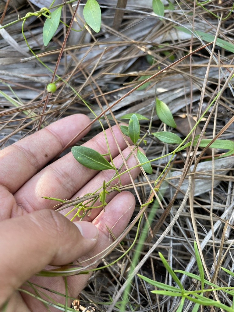 Chiococca pinetorum