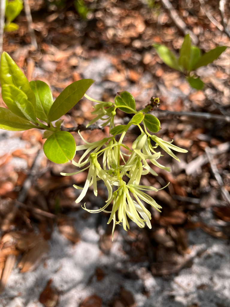 Chionanthus pygmaeus