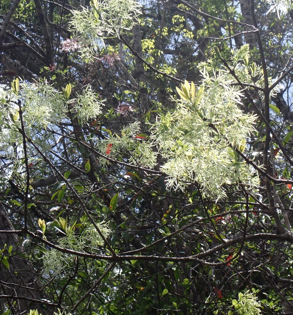 Chionanthus virginicus