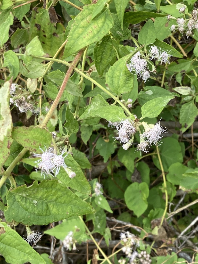 Chromolaena odorata