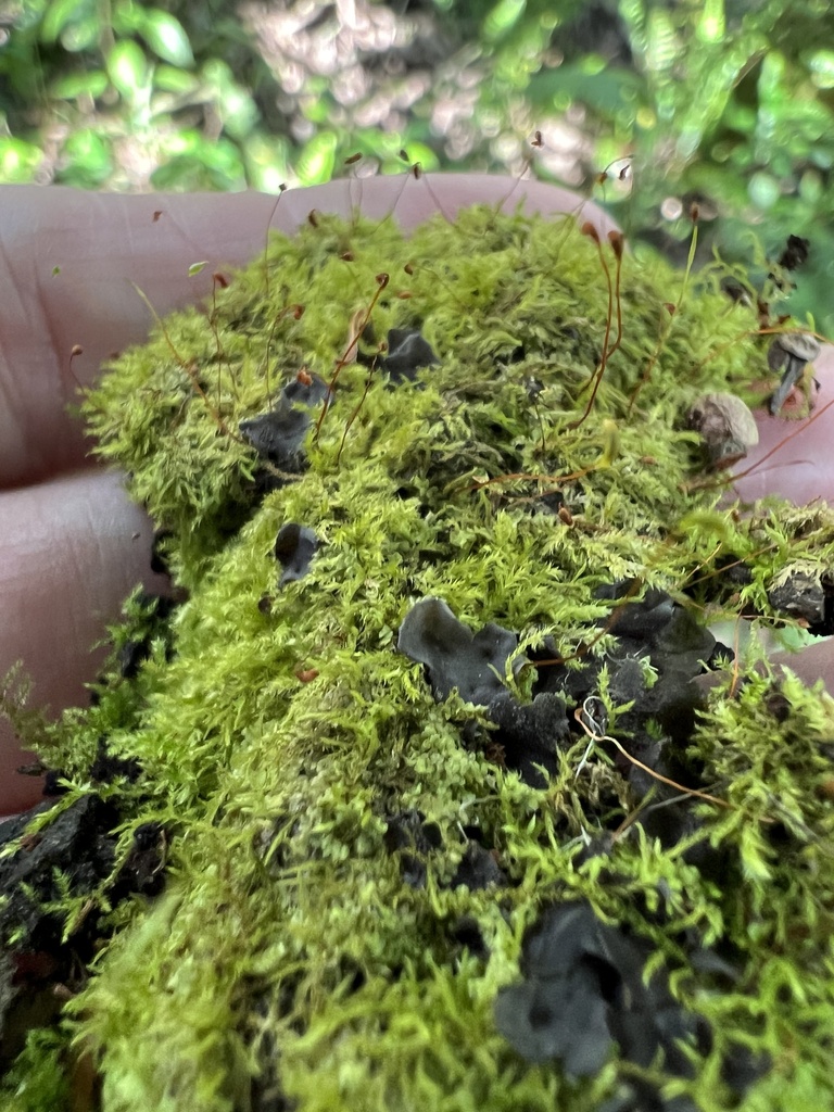 Chryso-hypnum diminutivum