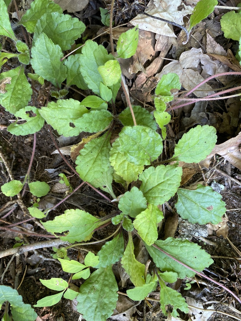 Chrysogonum virginianum var. australe
