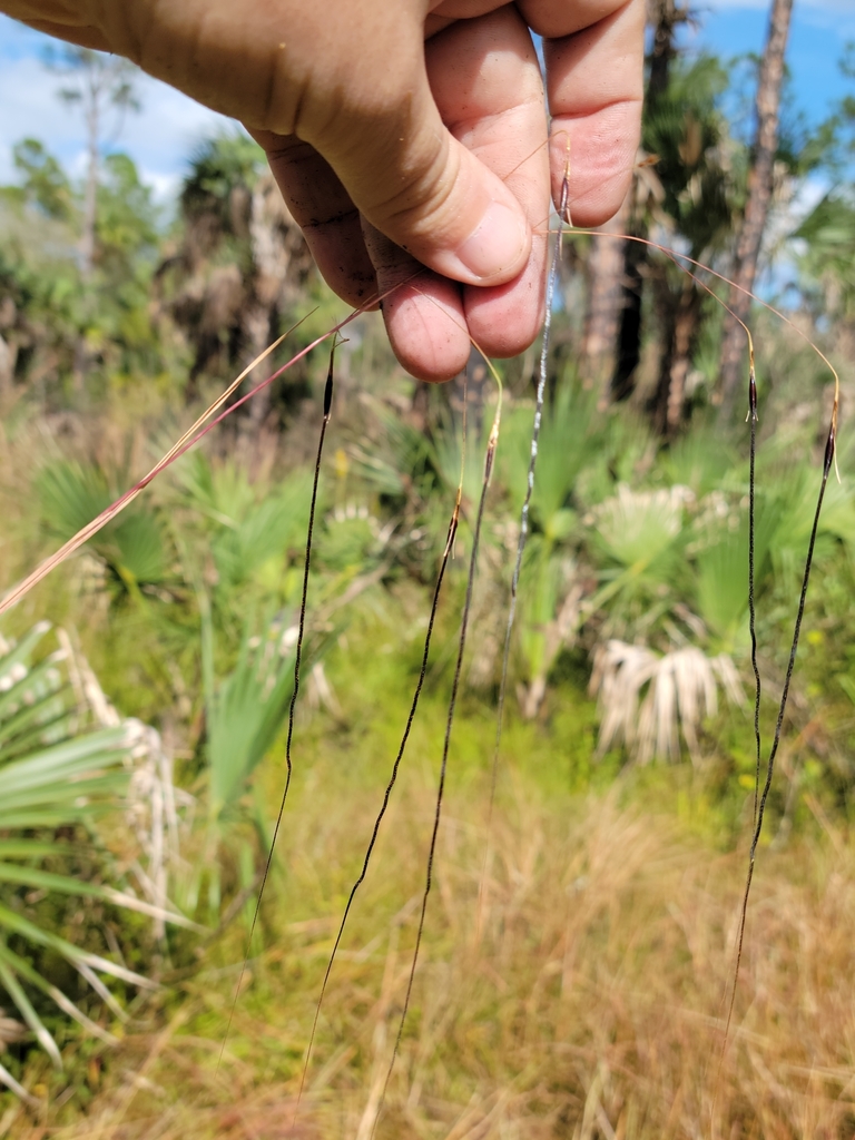 Chrysopogon pauciflorus