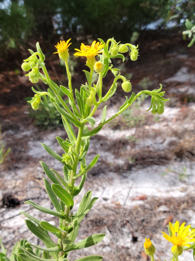 Chrysopsis delaneyi