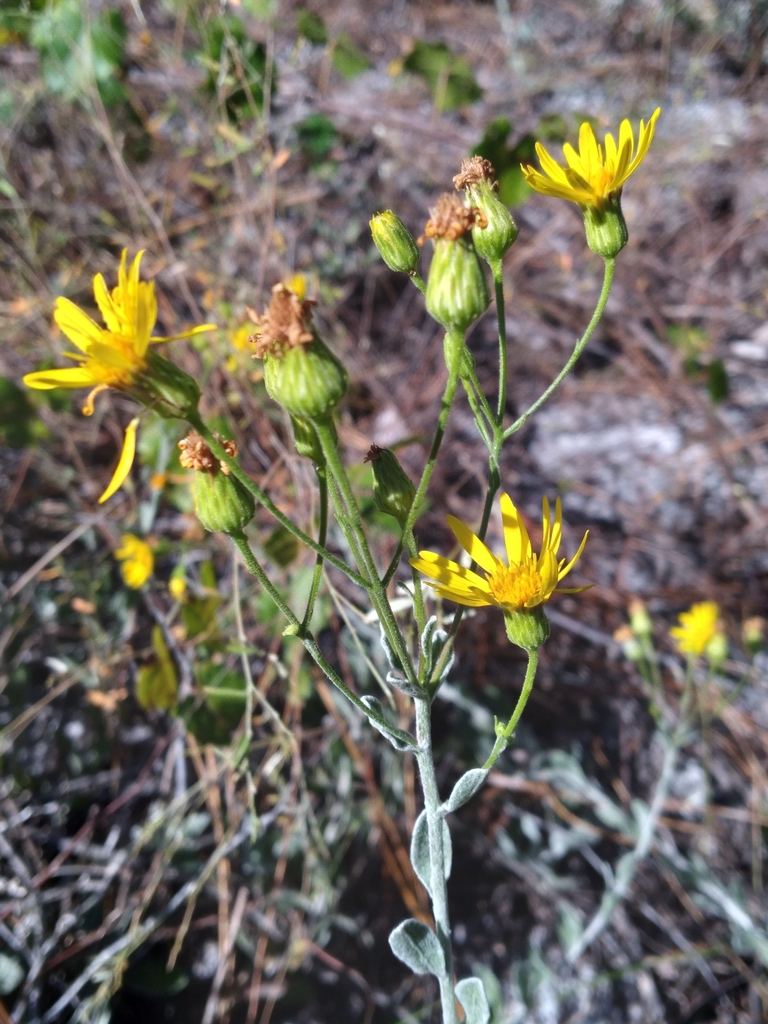 Chrysopsis floridana