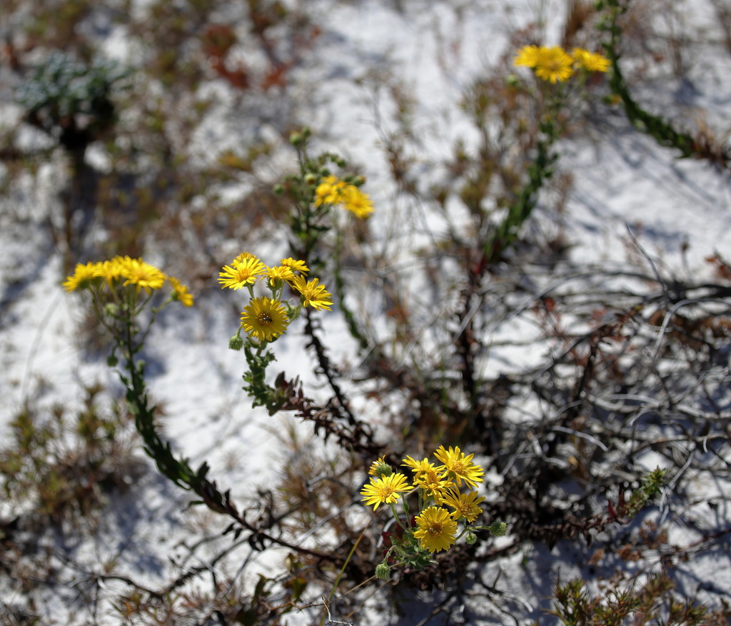 Chrysopsis godfreyi