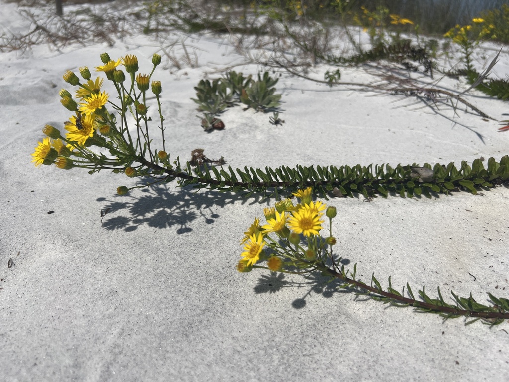 Chrysopsis gossypina subsp. cruiseana
