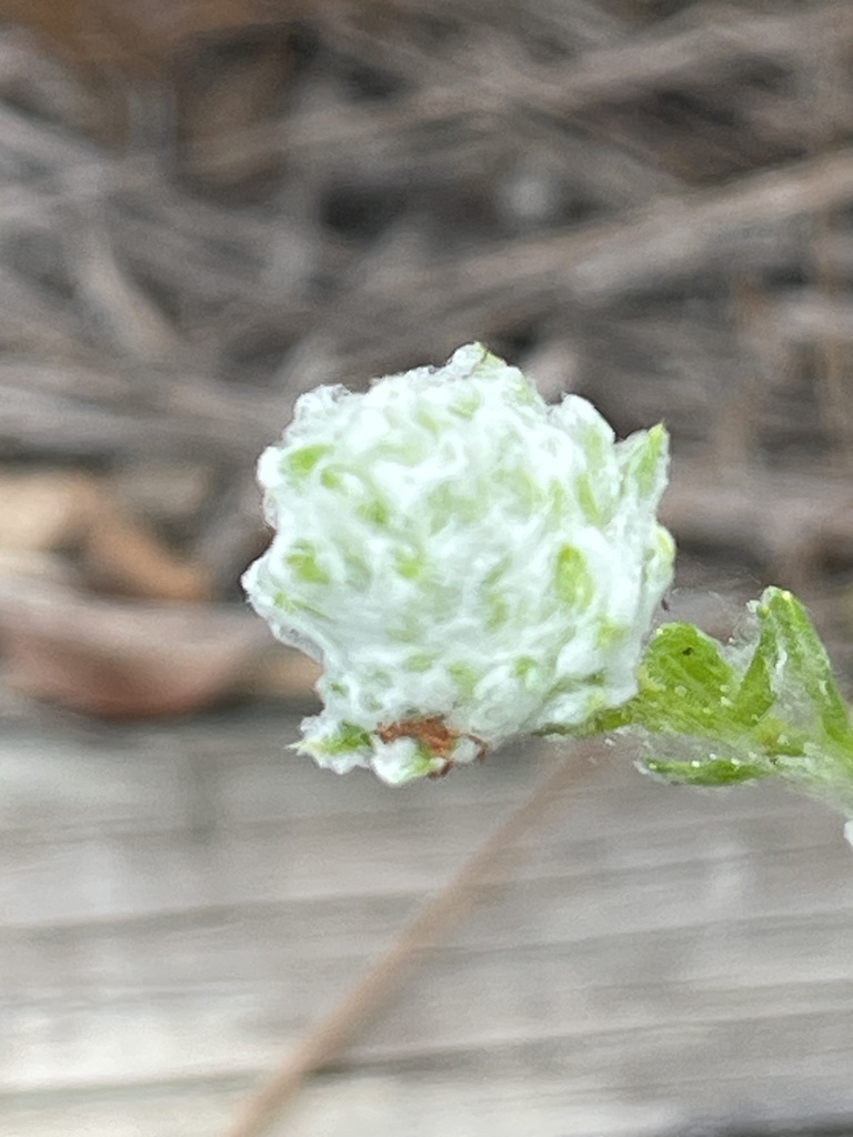 Chrysopsis gossypina subsp. gossypina