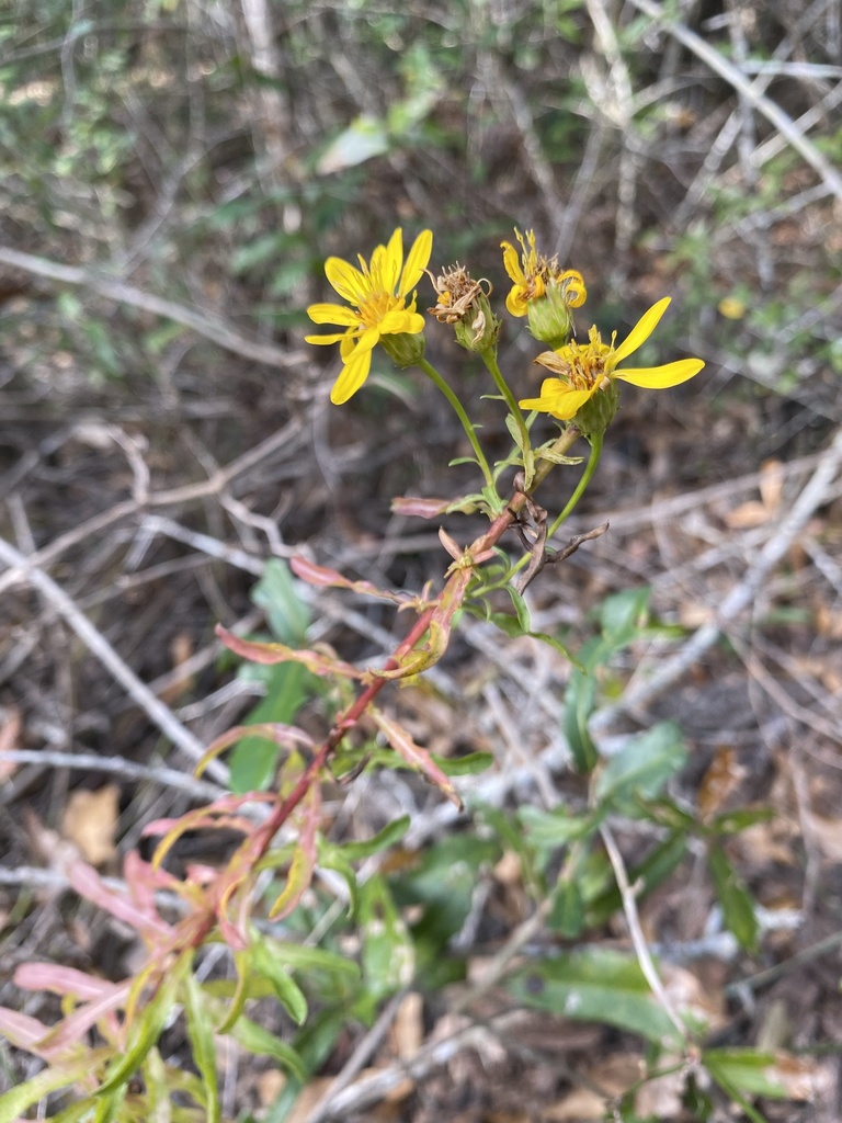 Chrysopsis gossypina subsp. hyssopifolia