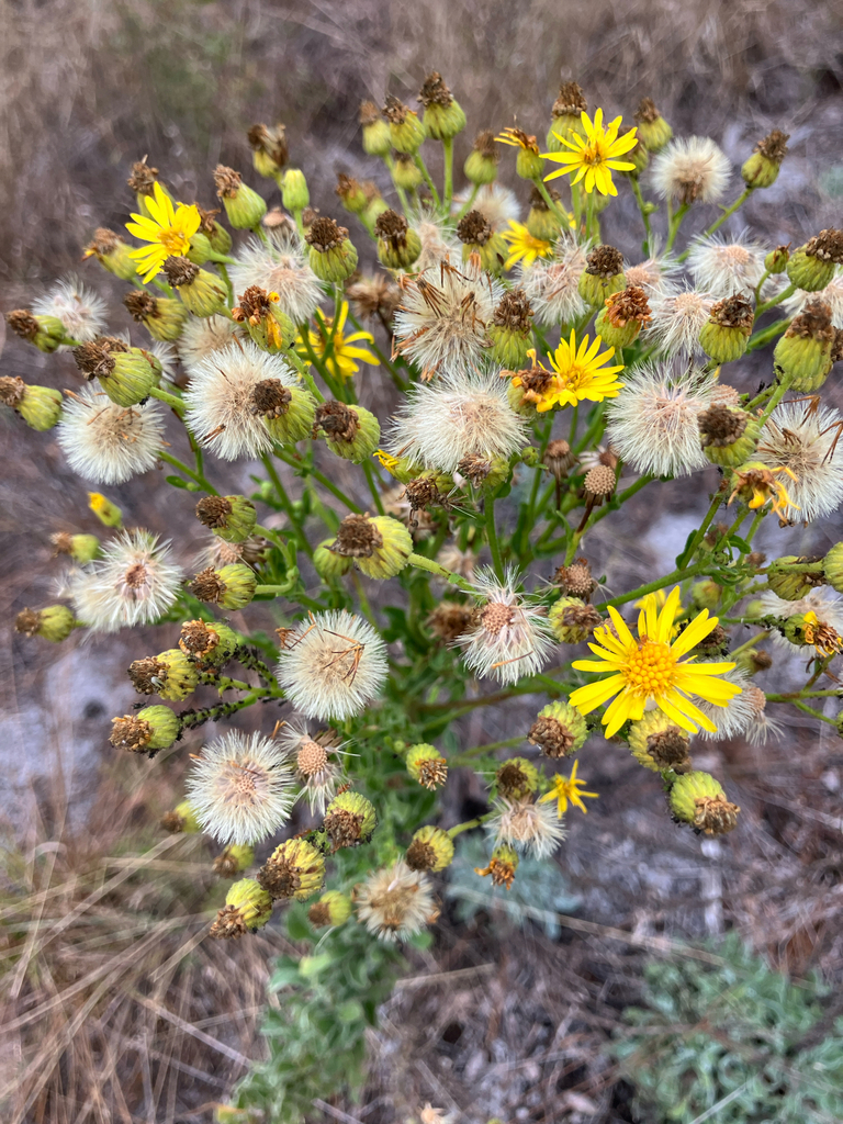 Chrysopsis highlandsensis