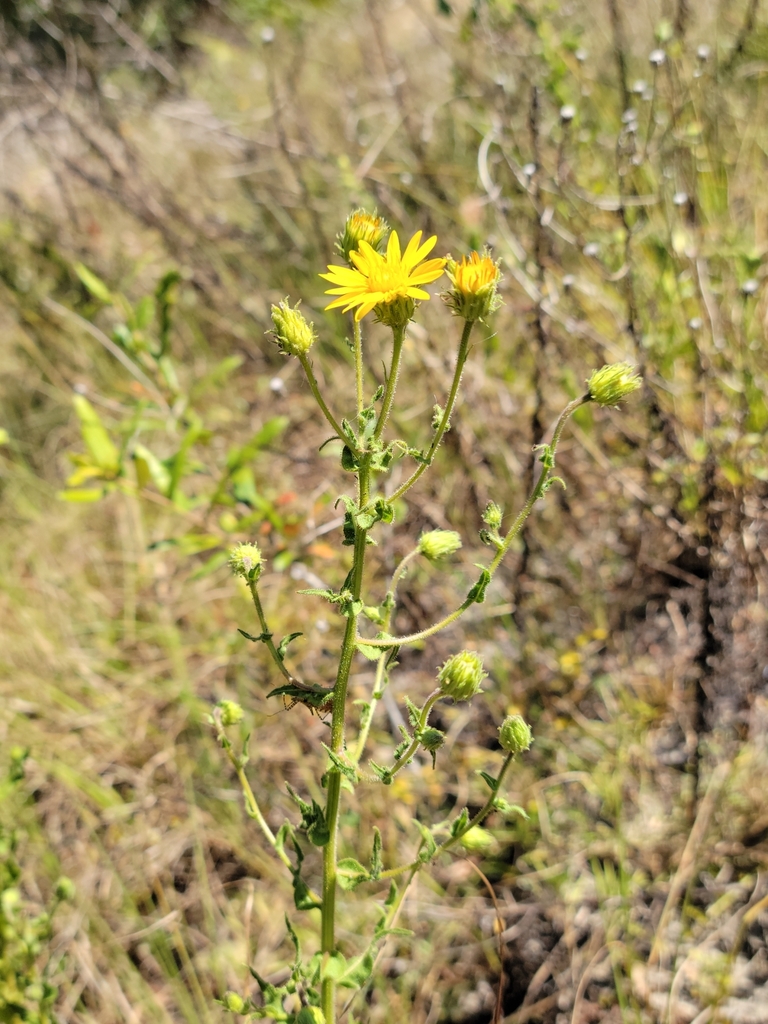 Chrysopsis lanuginosa